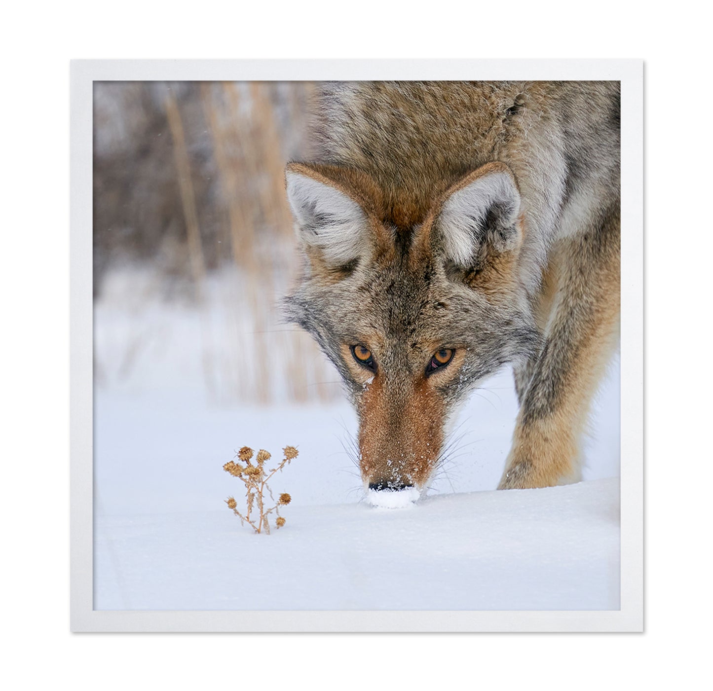 Coyote Close Up