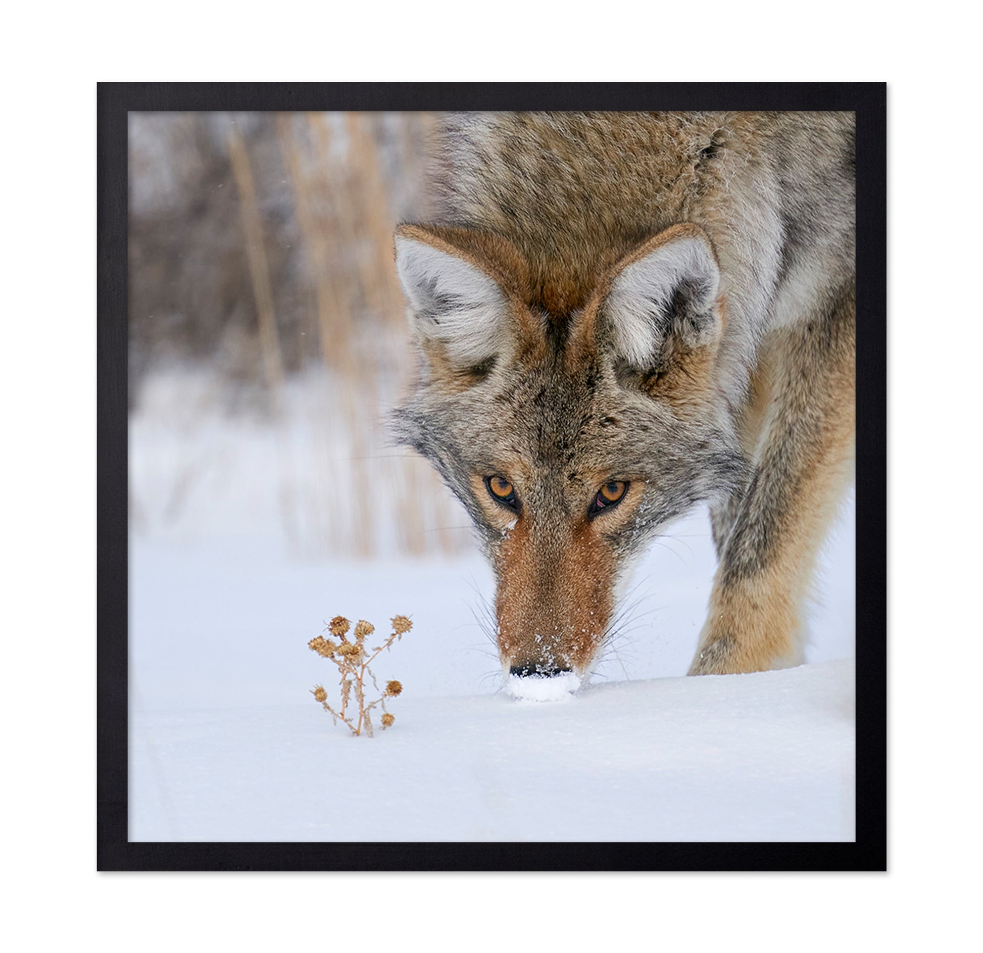 Coyote Close Up