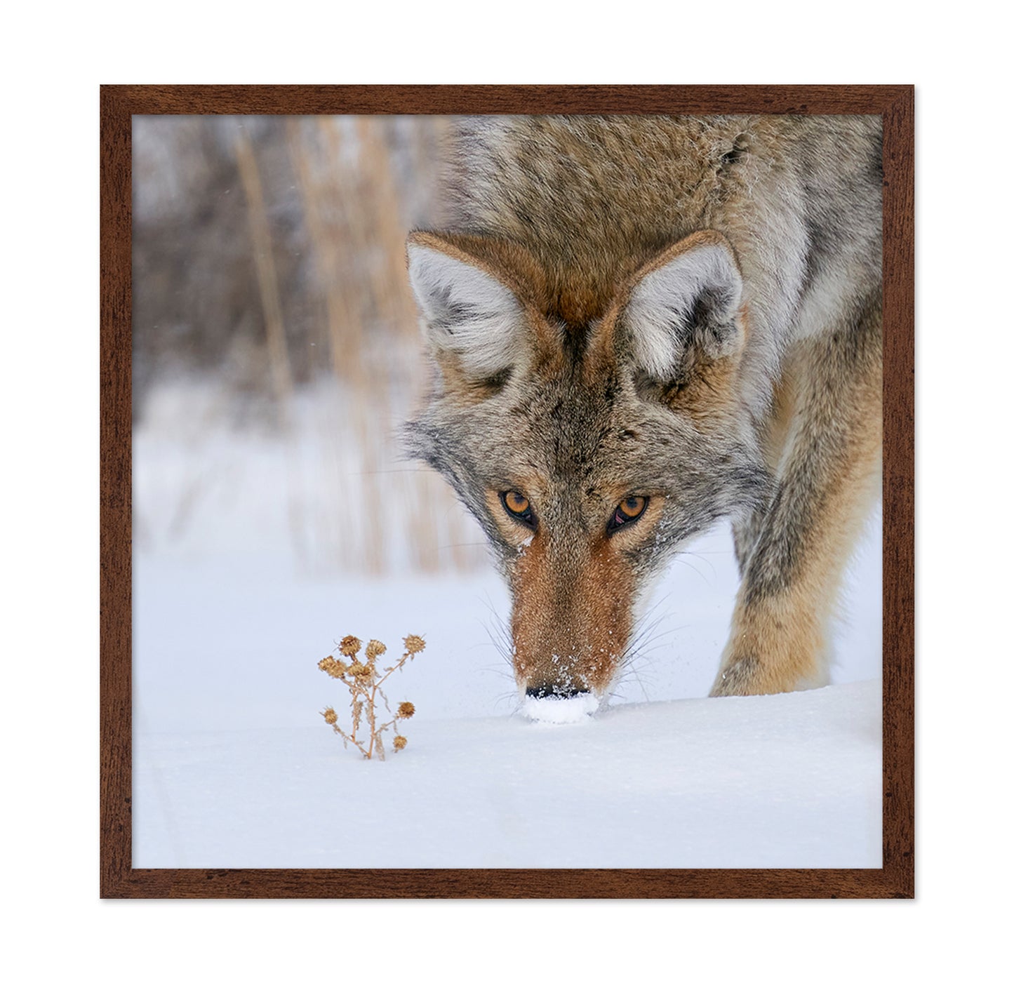 Coyote Close Up