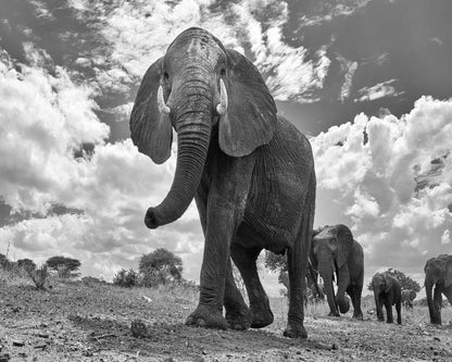 Elephant March