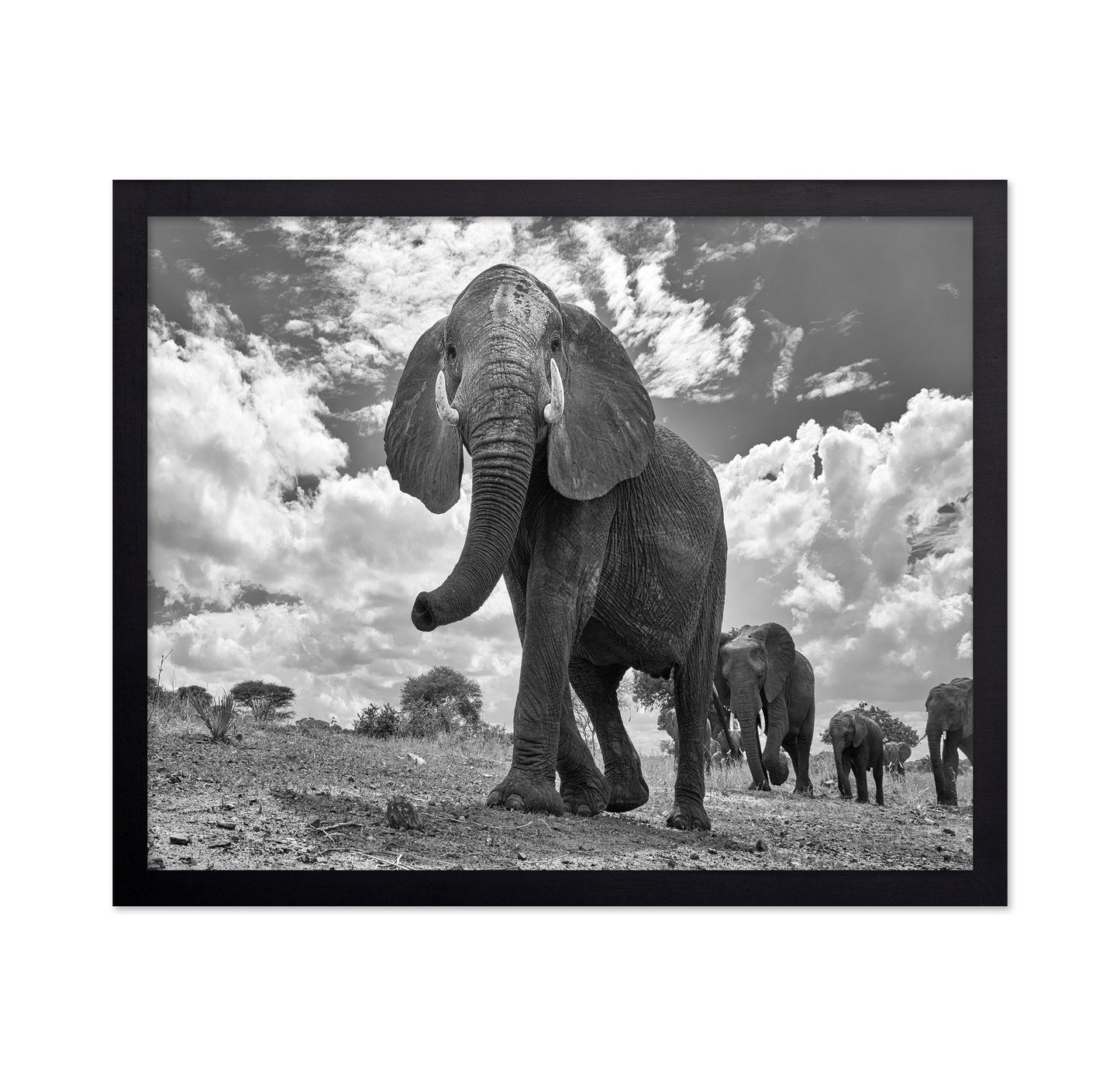 Elephant March