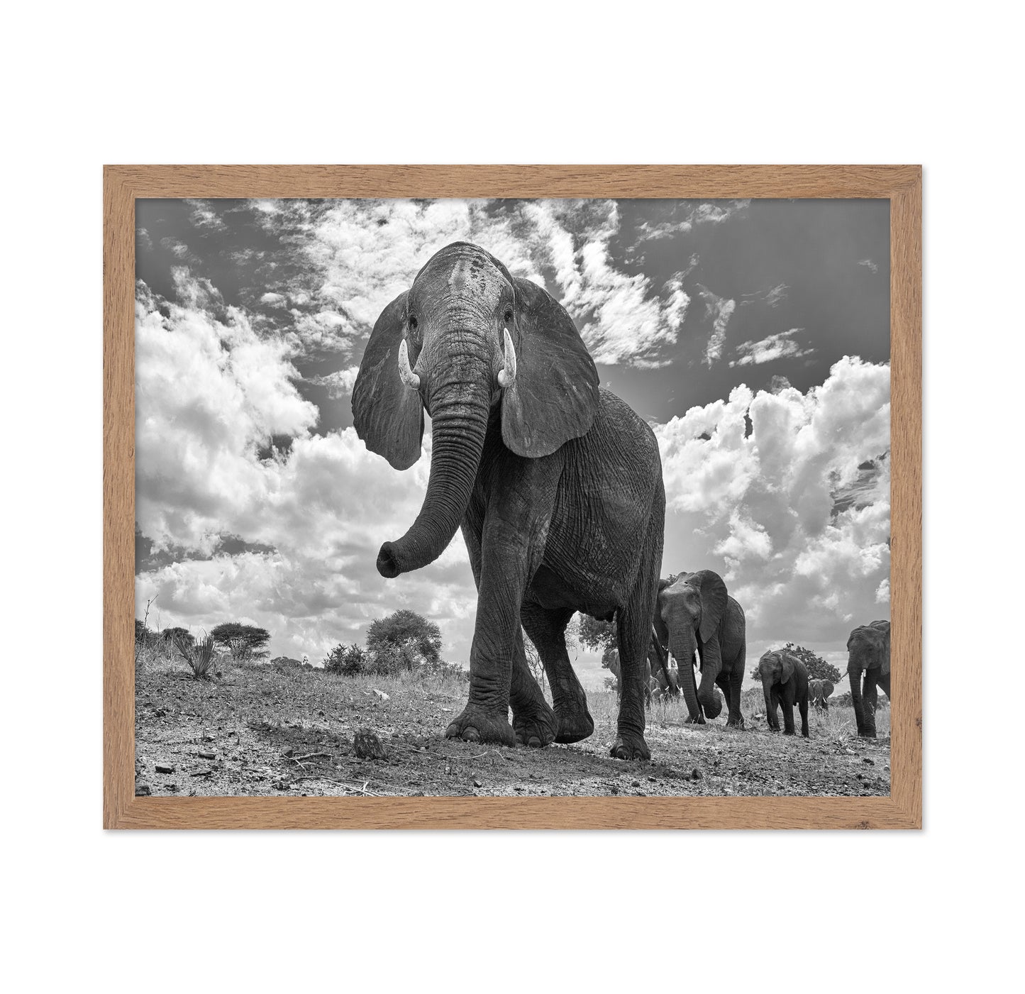 Elephant March