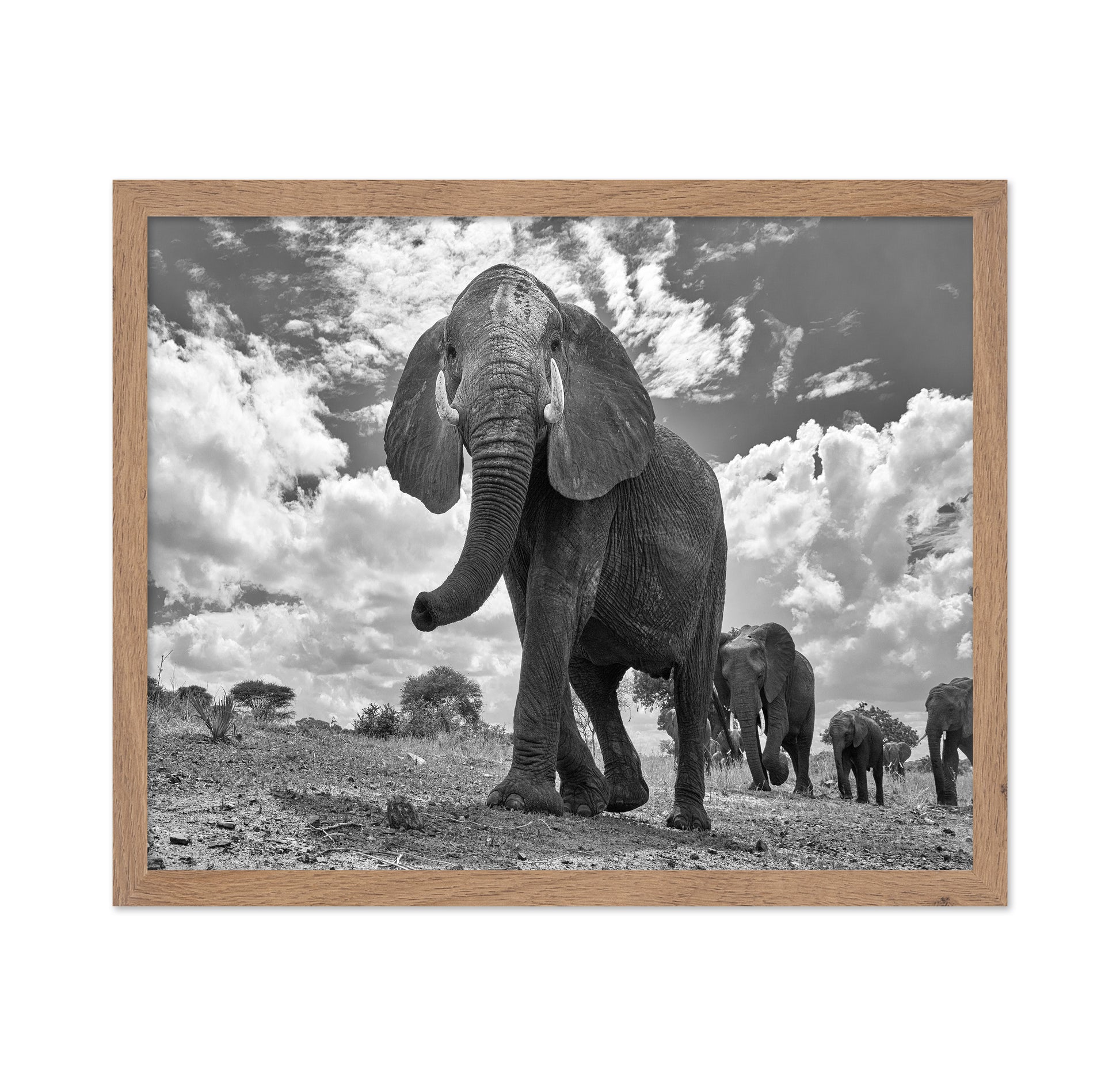 Elephant March