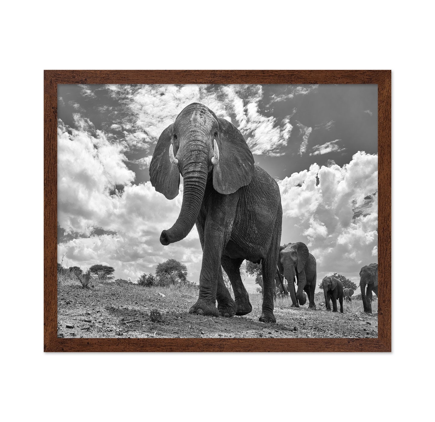 Elephant March