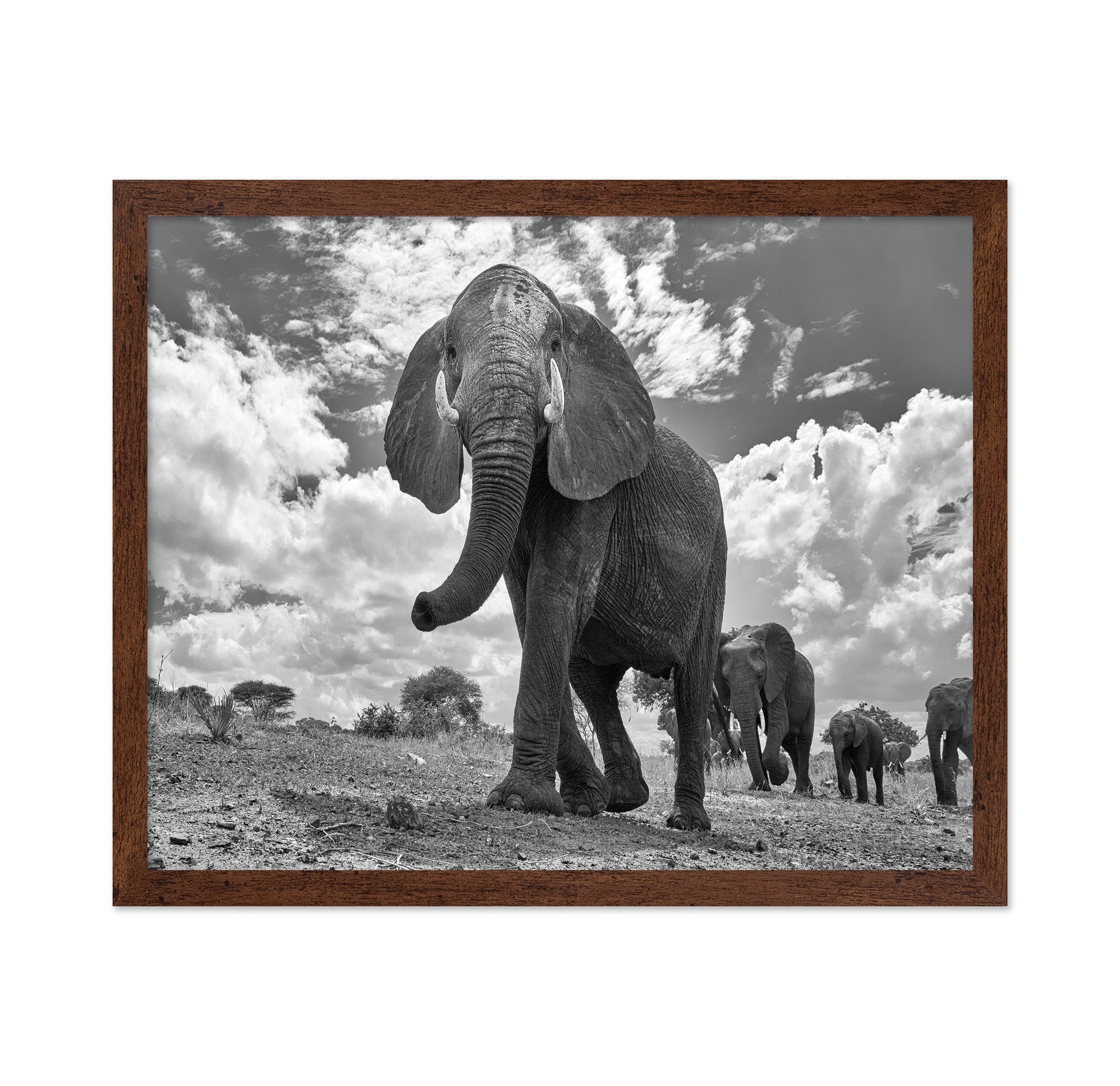 Elephant March