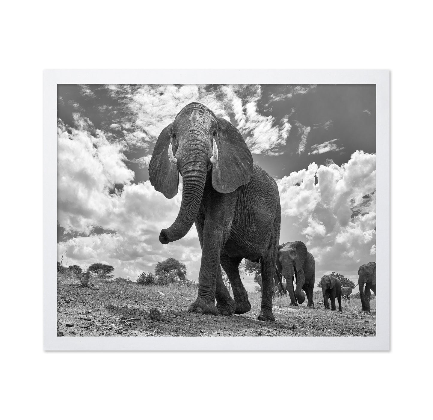 Elephant March