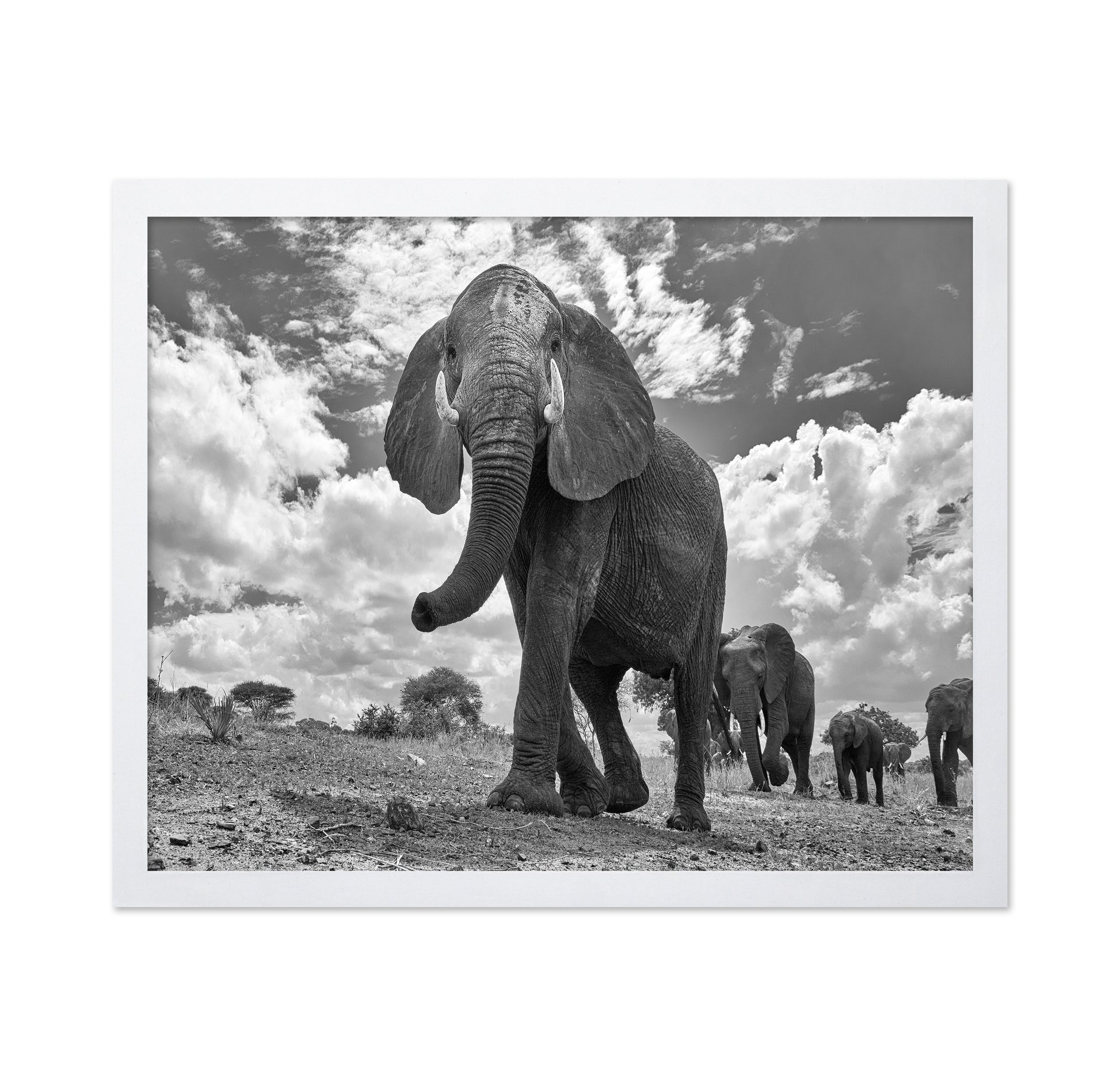 Elephant March