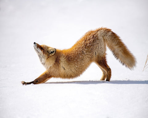 Fox Stretch