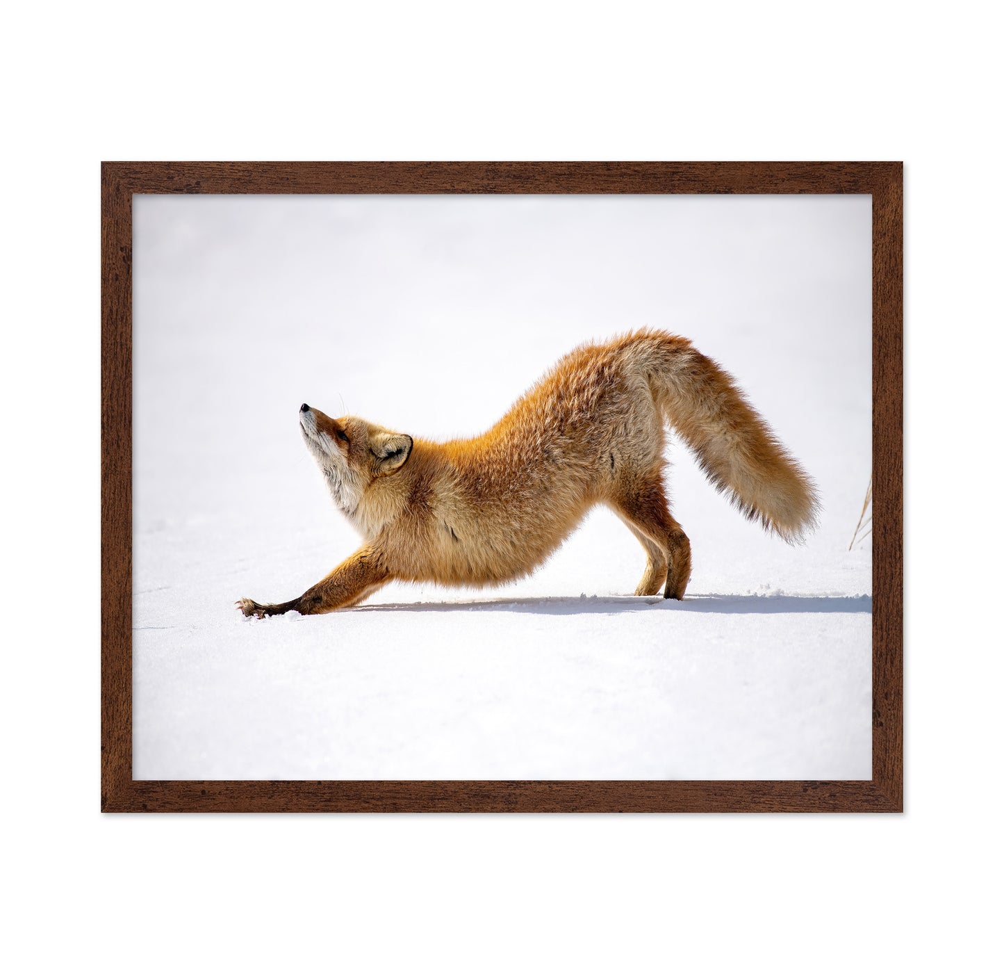 Fox Stretch
