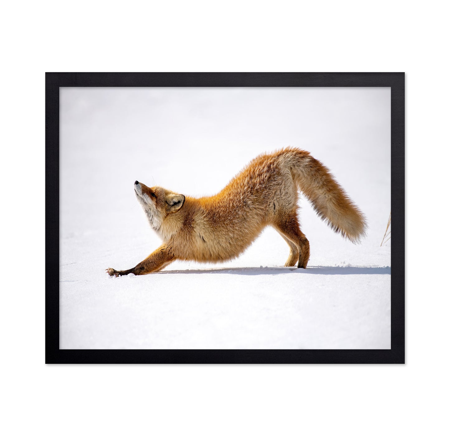 Fox Stretch