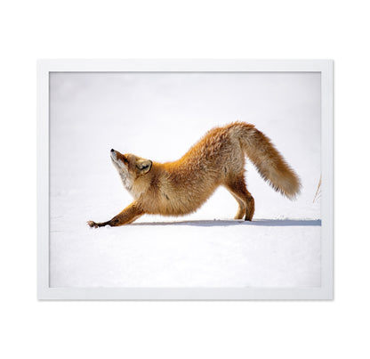 Fox Stretch