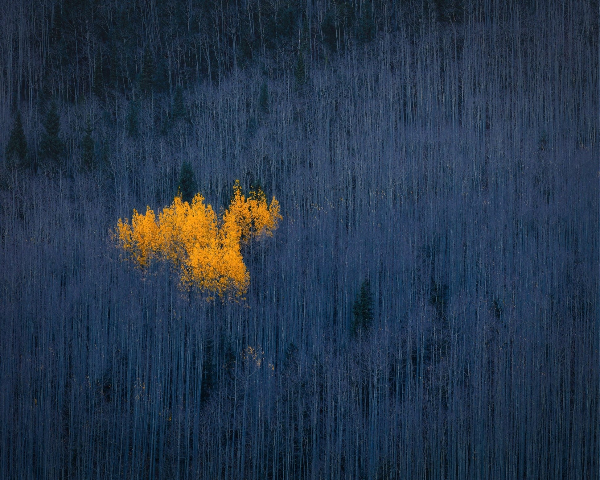 Golden Aspen Heart