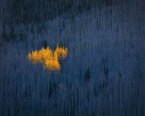 Golden Aspen Heart