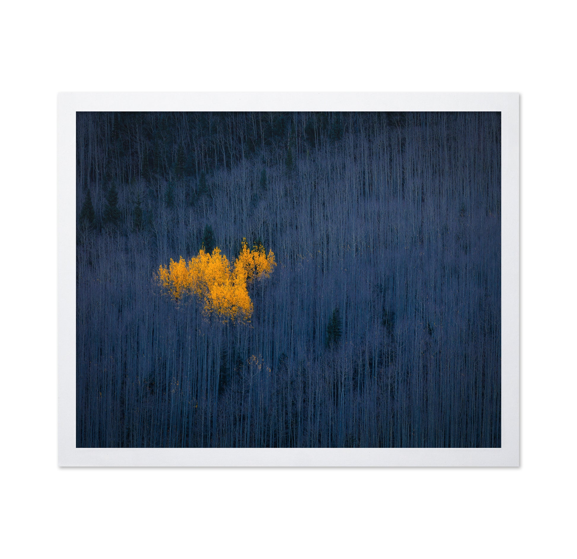 Golden Aspen Heart