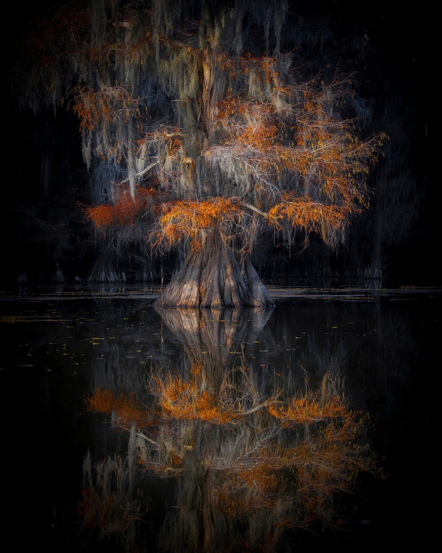 Cypress Reflection Glow