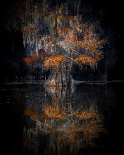 Cypress Reflection Glow