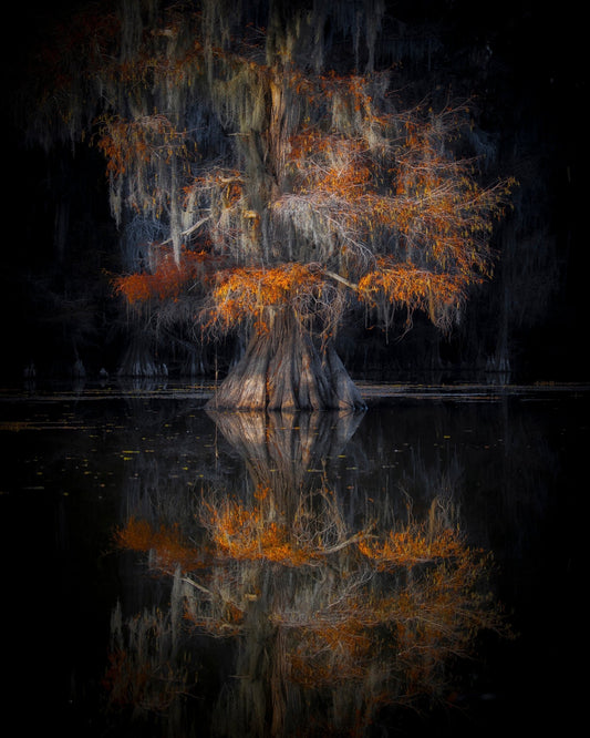 Cypress Reflection Glow