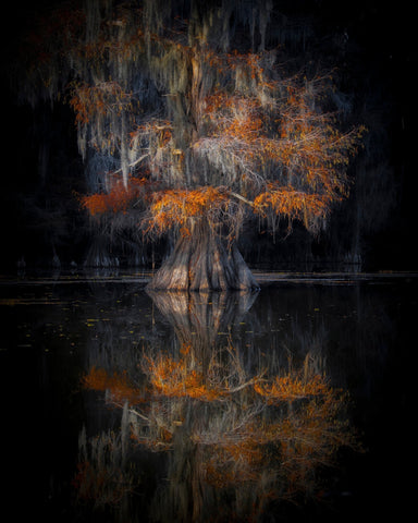 Cypress Reflection Glow