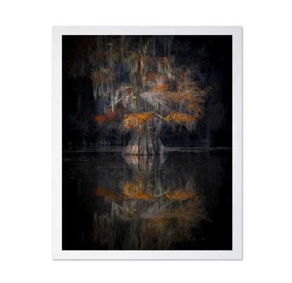 Cypress Reflection Glow