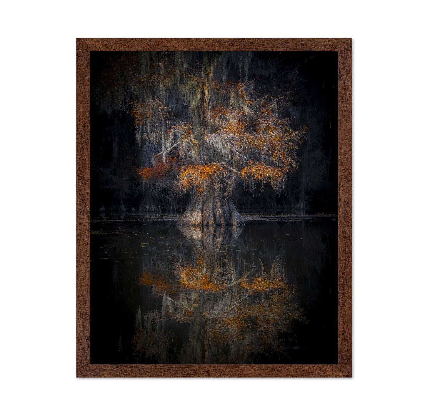 Cypress Reflection Glow