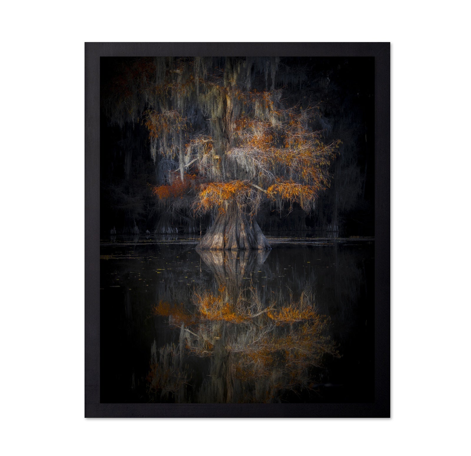 Cypress Reflection Glow