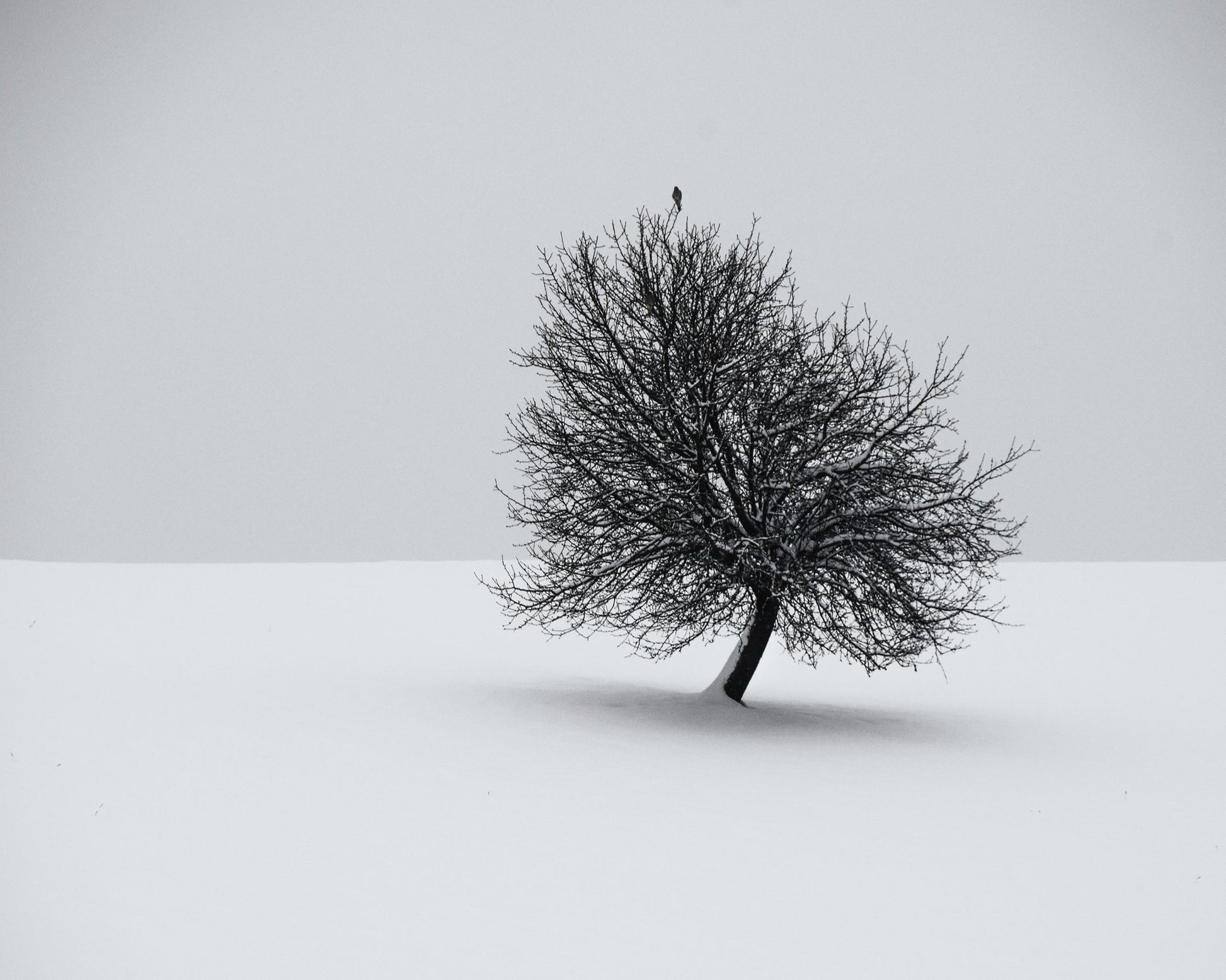 Minimal Winter Tree