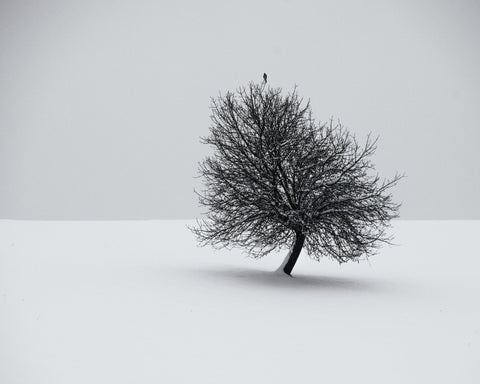 Minimal Winter Tree