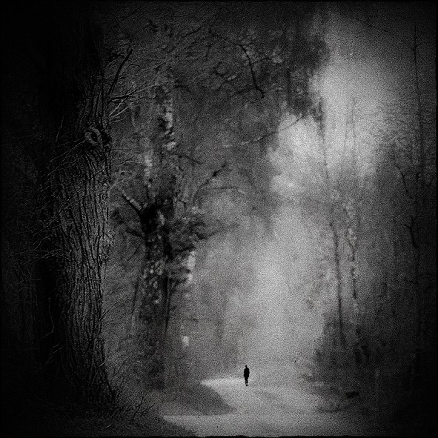 Lonely Forest Walk