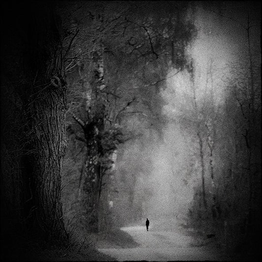 Lonely Forest Walk