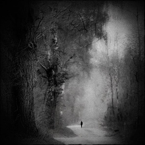 Lonely Forest Walk