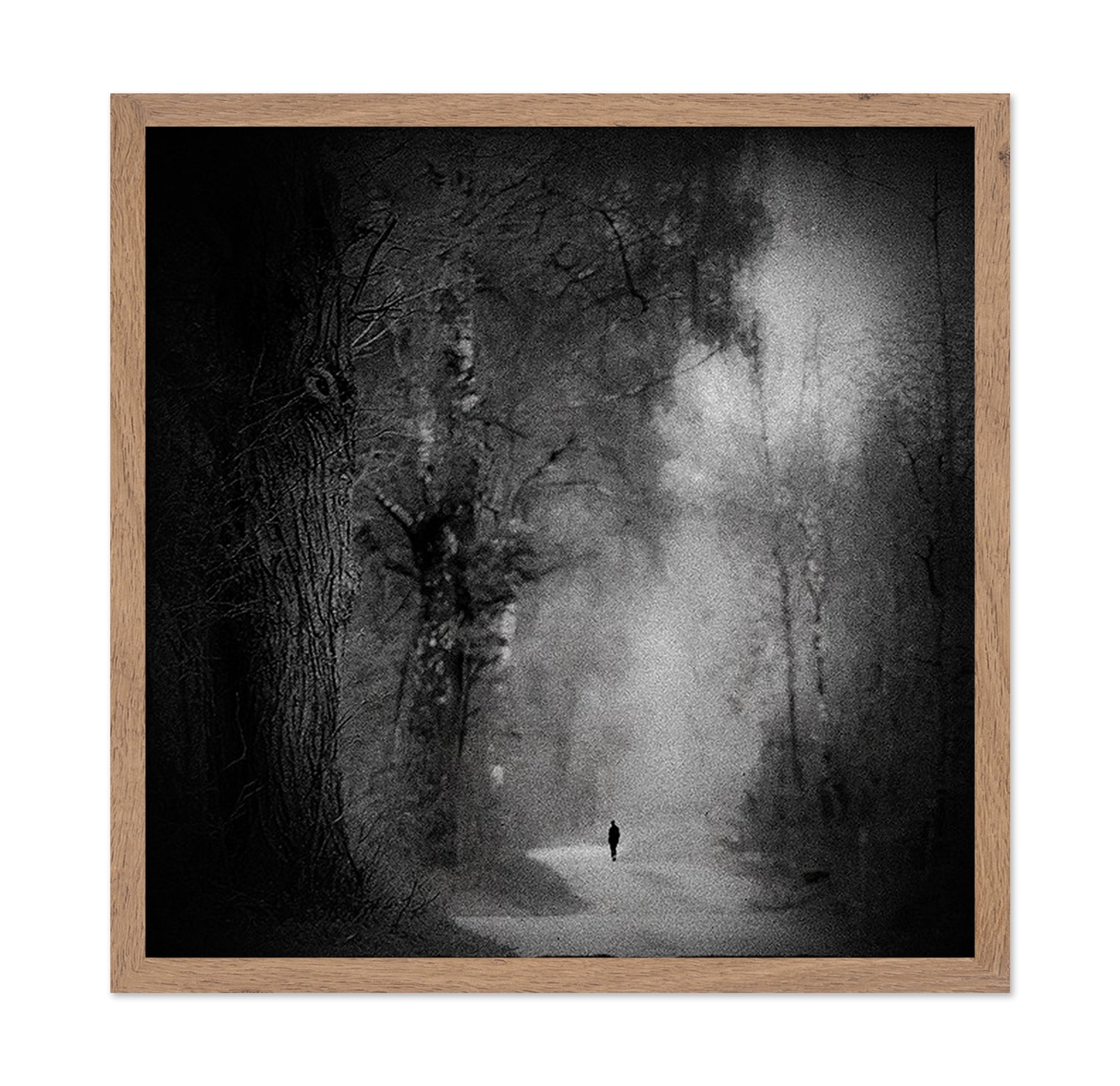 Lonely Forest Walk