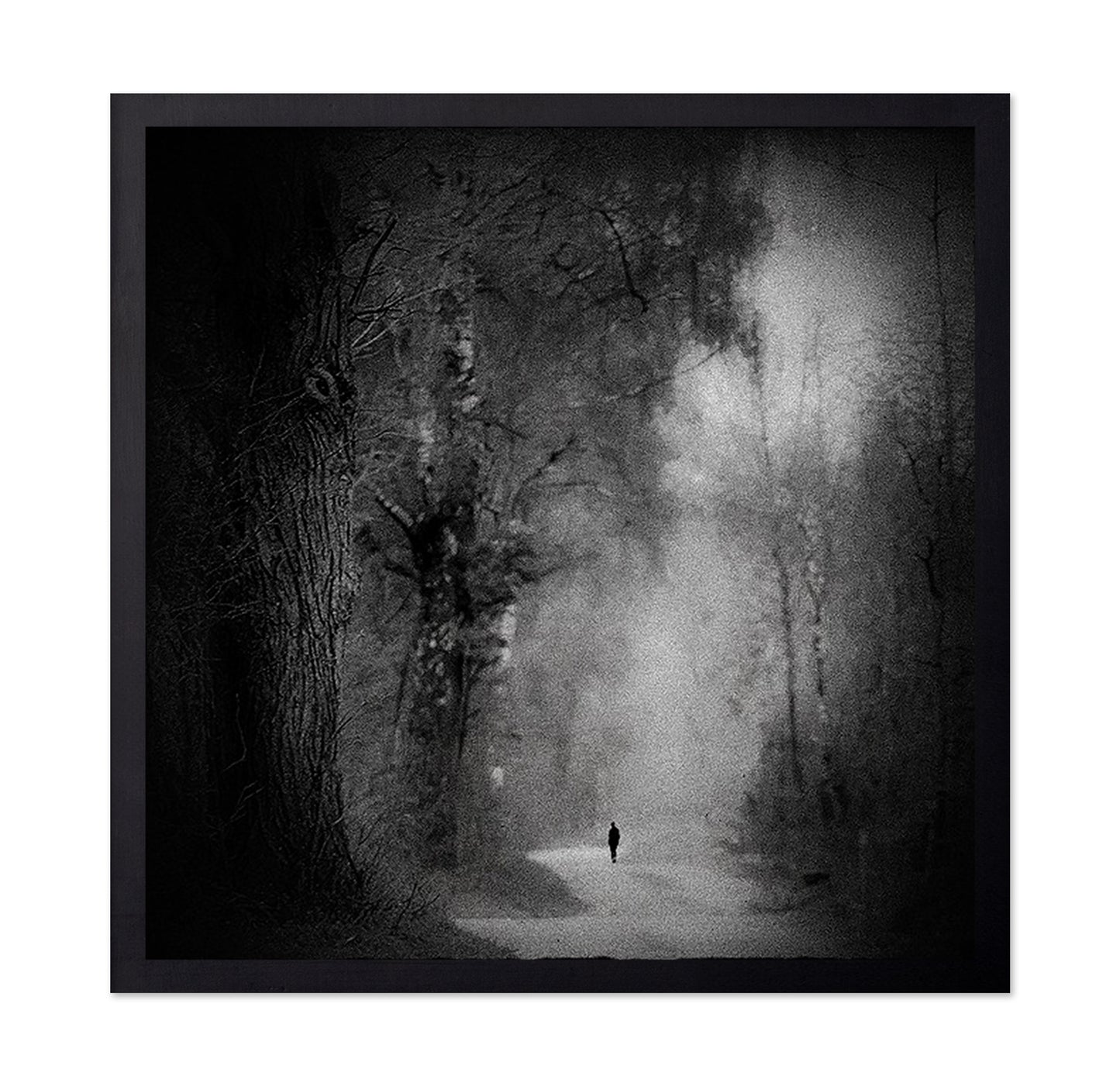 Lonely Forest Walk