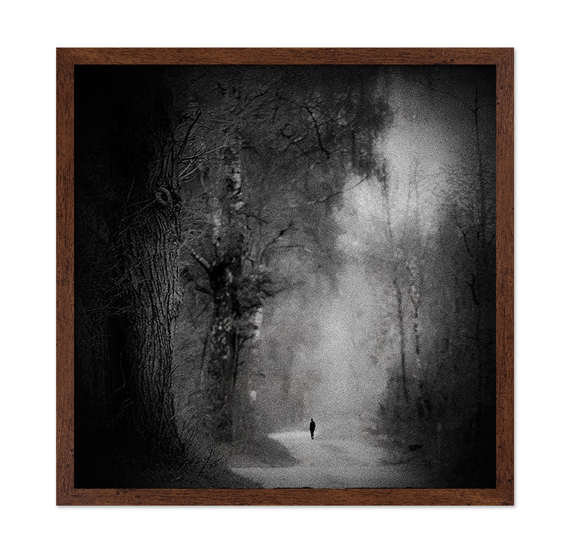 Lonely Forest Walk