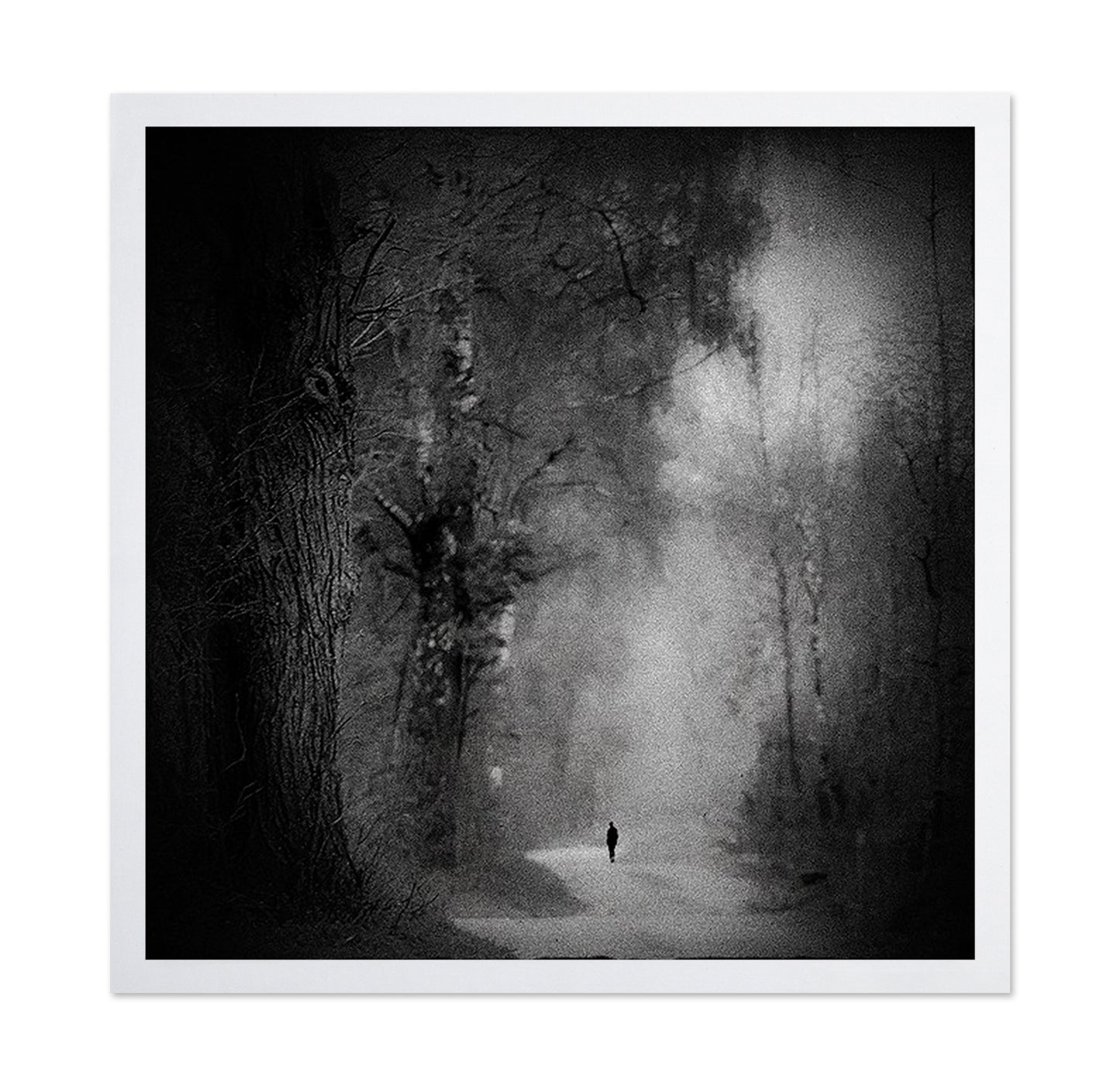 Lonely Forest Walk