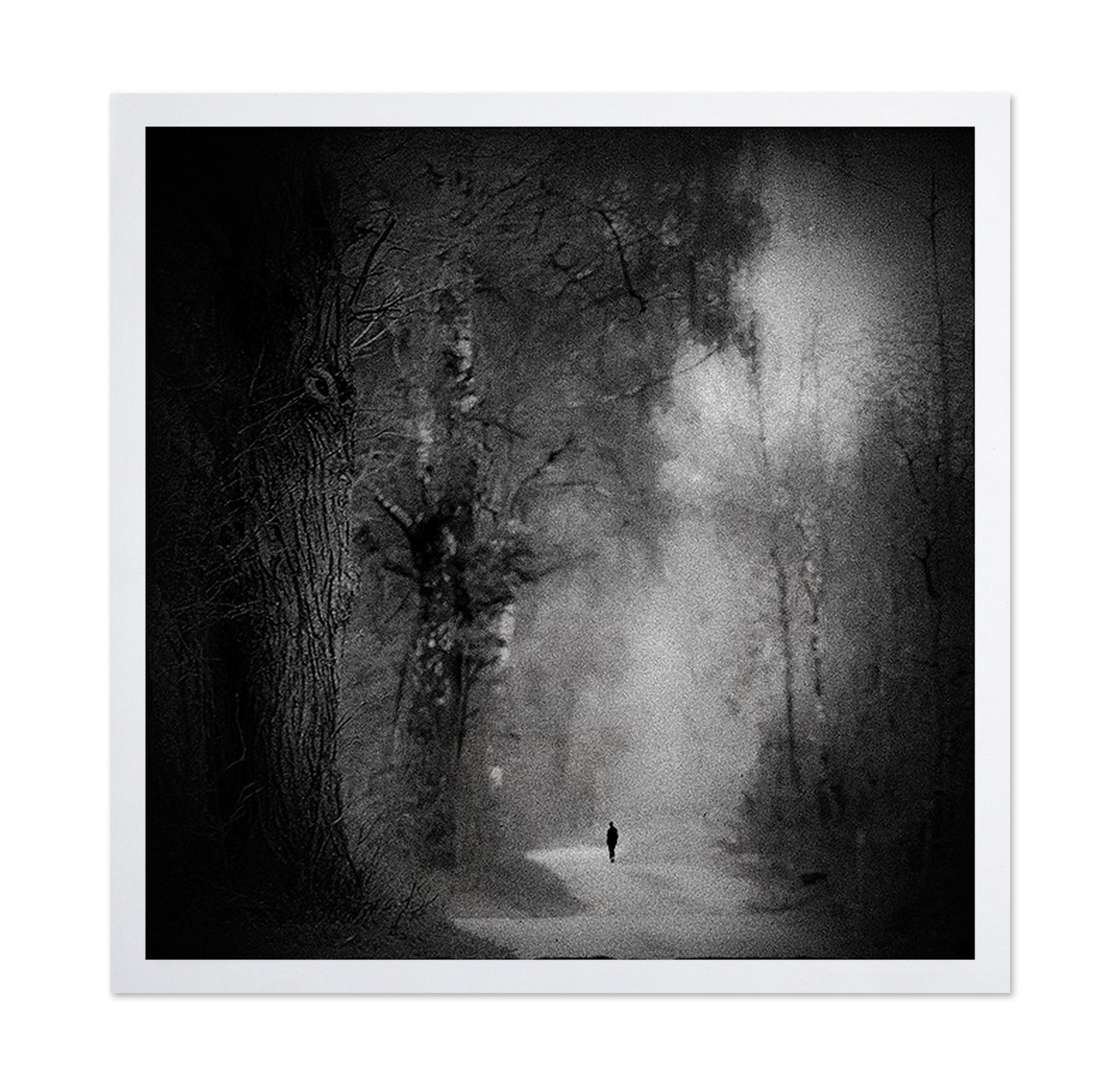 Lonely Forest Walk