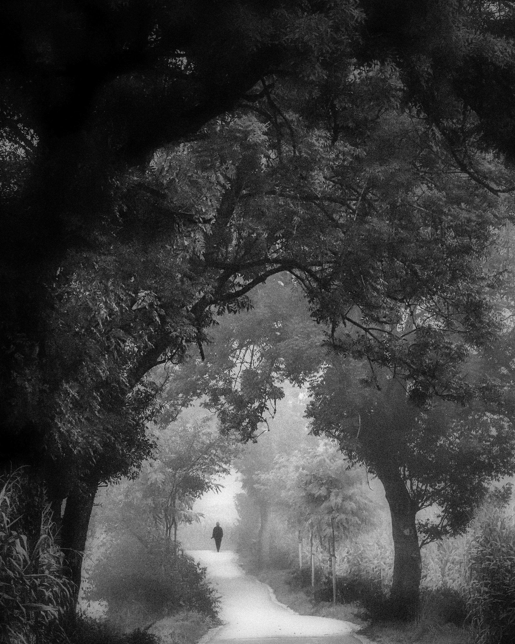 Misty Forest Walk