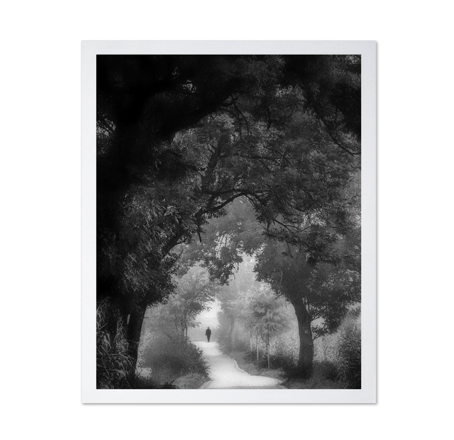 Misty Forest Walk