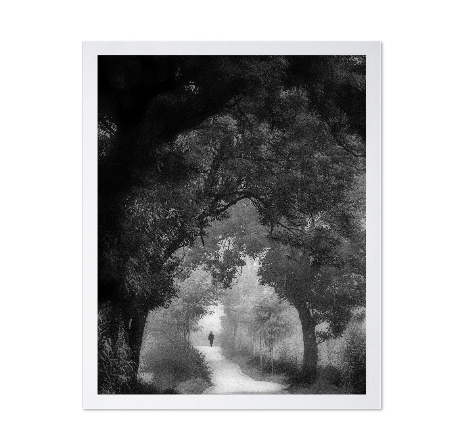 Misty Forest Walk