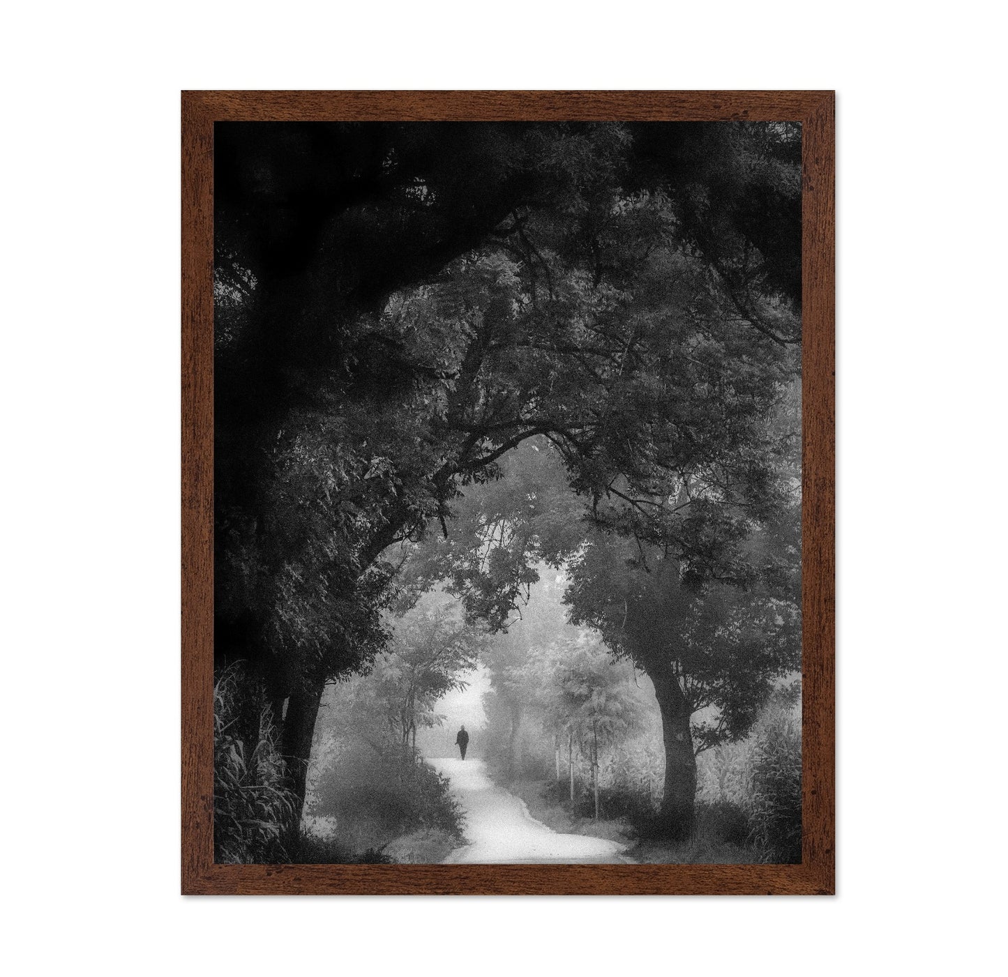 Misty Forest Walk