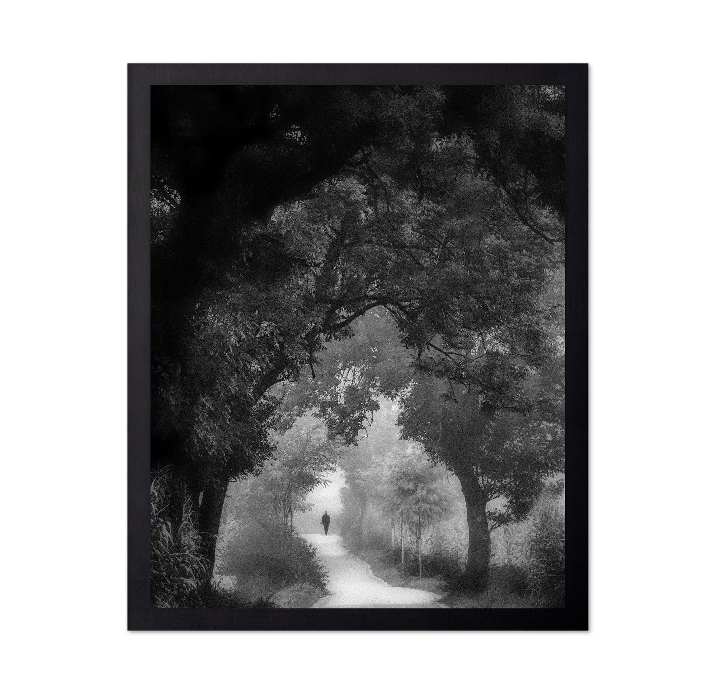Misty Forest Walk