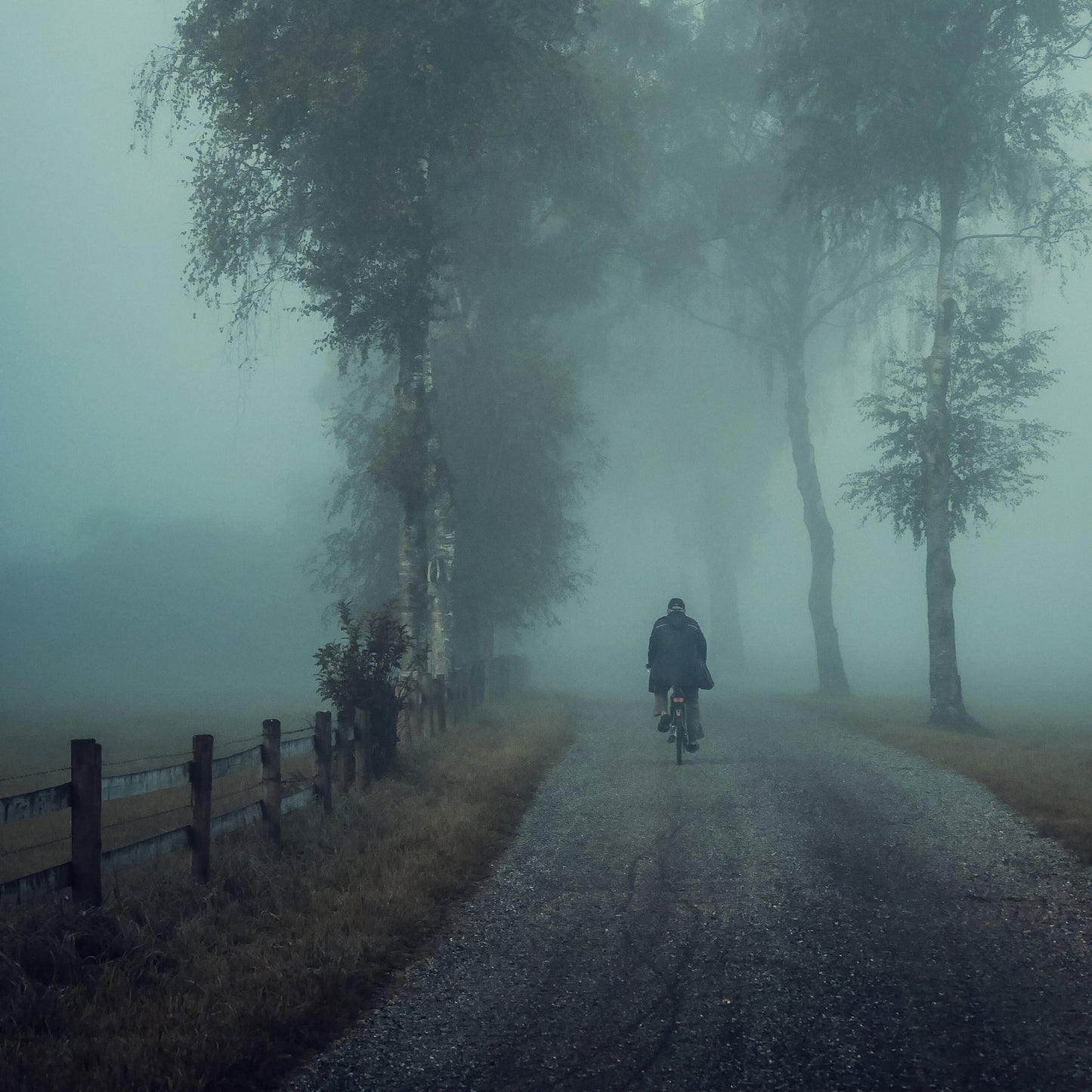 Foggy Ride Through Trees