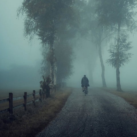 Foggy Ride Through Trees