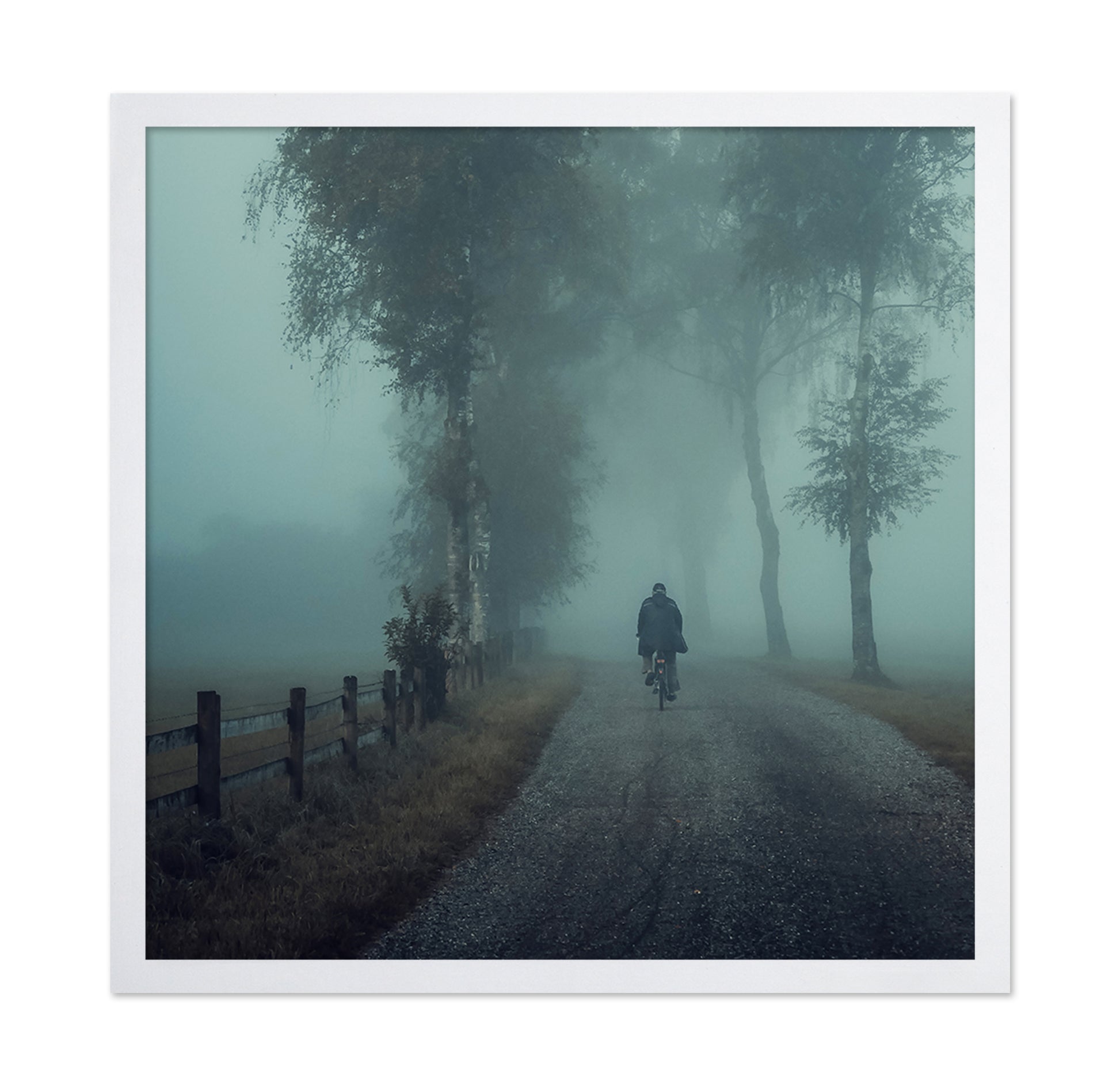 Foggy Ride Through Trees