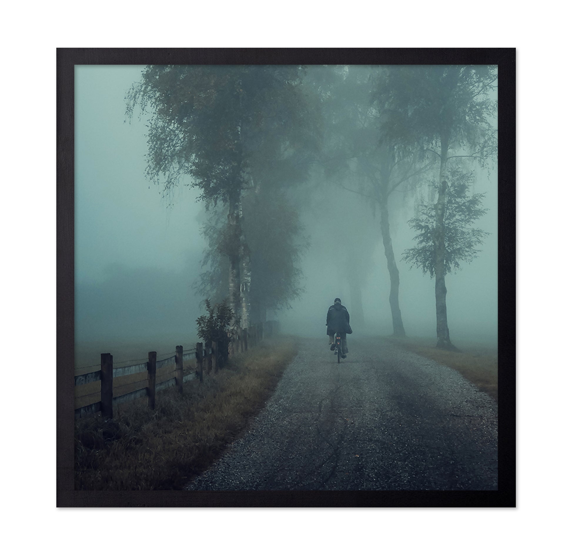 Foggy Ride Through Trees