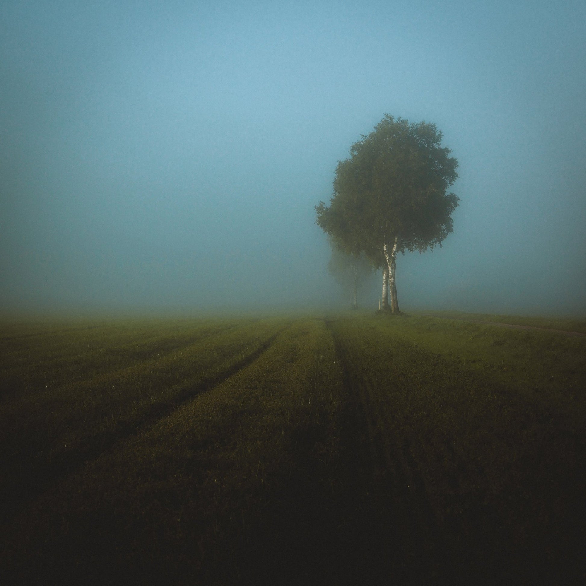 Misty Spring Field