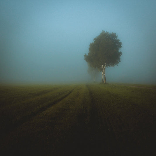 Misty Spring Field