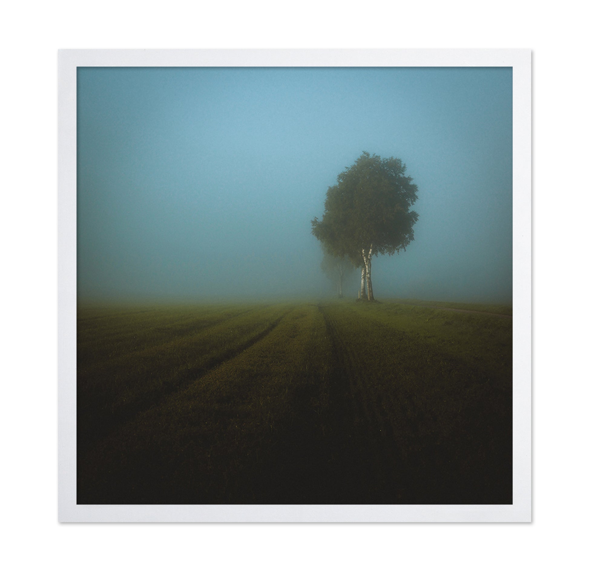 Misty Spring Field