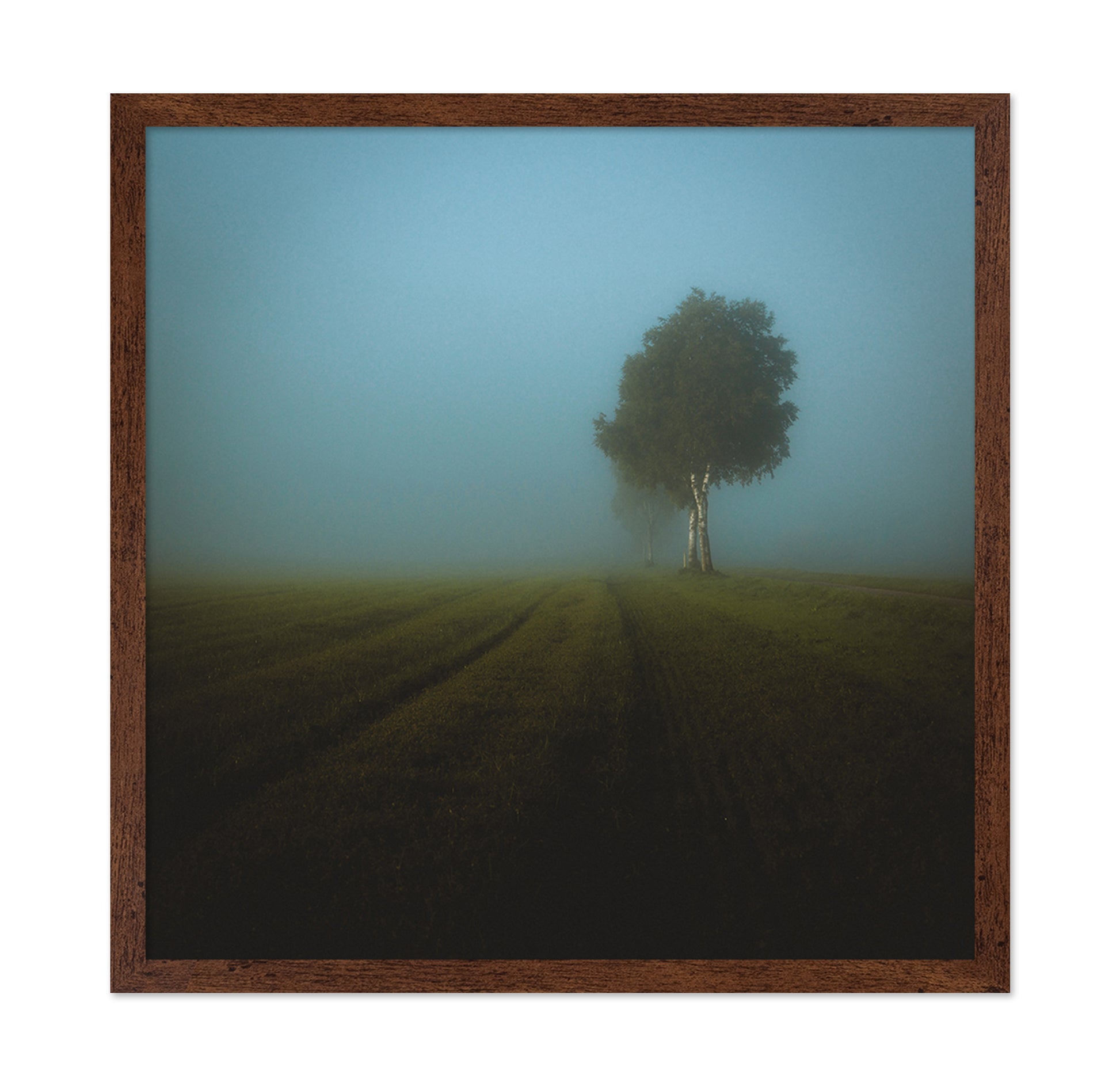 Misty Spring Field