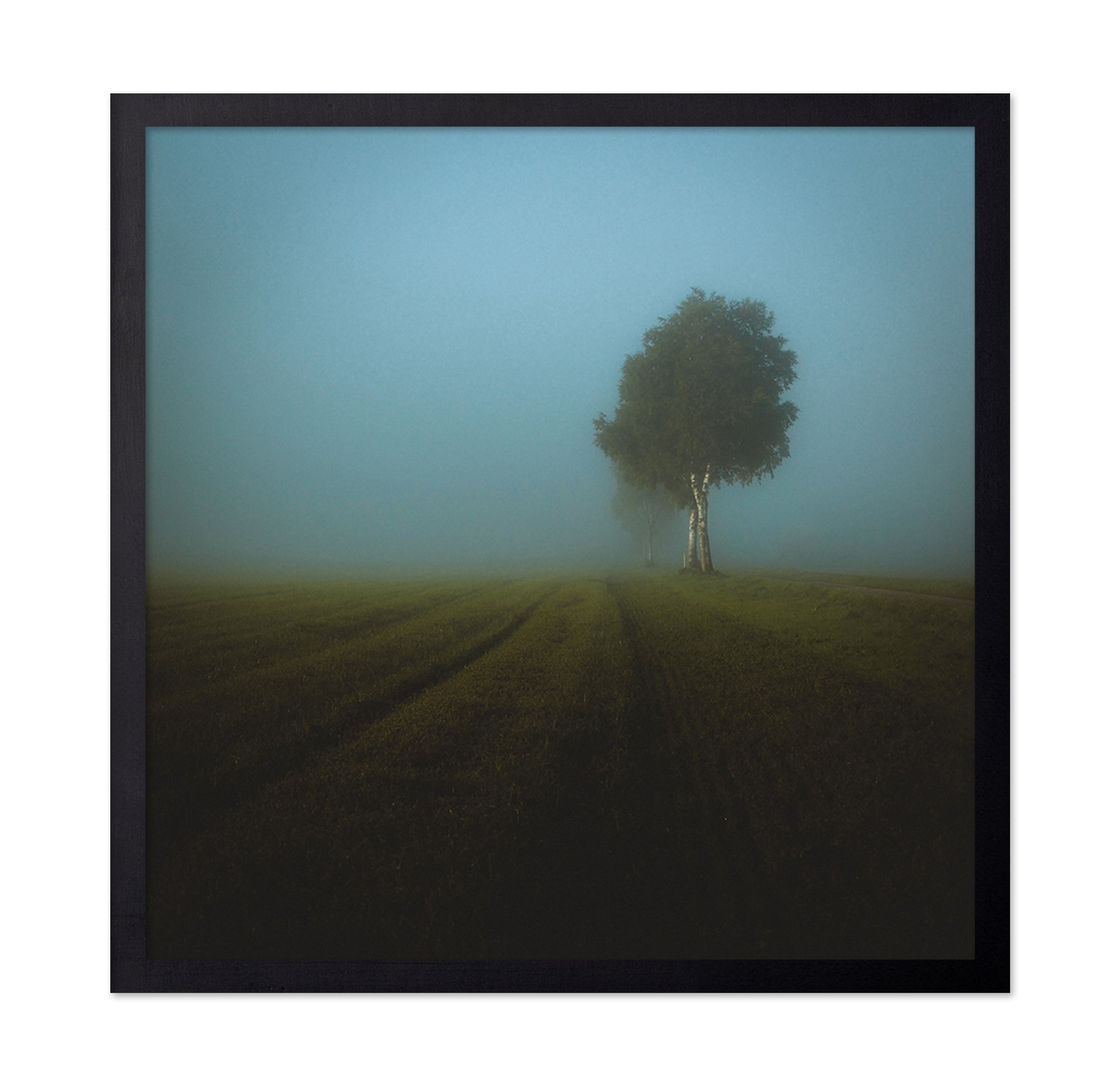 Misty Spring Field