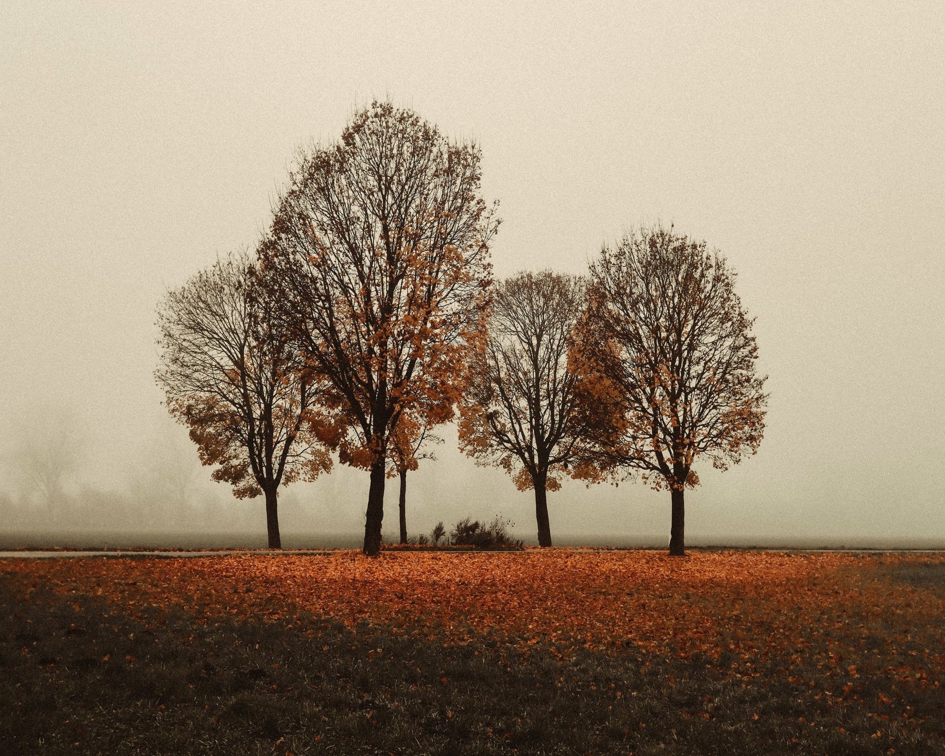Autumn Trees in Silence